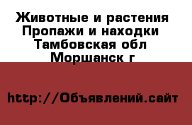 Животные и растения Пропажи и находки. Тамбовская обл.,Моршанск г.